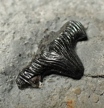 Load image into Gallery viewer, Jurassic hybodont shark's tooth from Lyme Regis (17mm)
