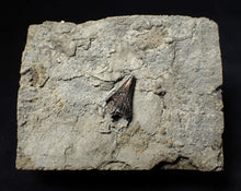 Load image into Gallery viewer, Jurassic ichthyosaur tooth from Lyme Regis (13mm)
