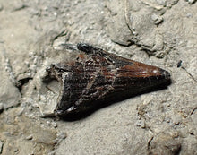 Load image into Gallery viewer, Jurassic ichthyosaur tooth from Lyme Regis (13mm)
