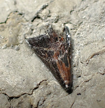 Load image into Gallery viewer, Jurassic ichthyosaur tooth from Lyme Regis (13mm)
