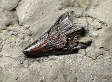 Load image into Gallery viewer, Jurassic ichthyosaur tooth from Lyme Regis (13mm)
