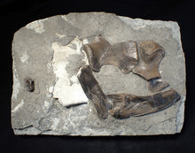Load image into Gallery viewer, Jurassic ichthyosaur bones (shoulder and skull) in shale from Lyme Regis
