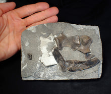 Load image into Gallery viewer, Jurassic ichthyosaur bones (shoulder and skull) in shale from Lyme Regis
