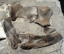 Load image into Gallery viewer, Jurassic ichthyosaur bones (shoulder and skull) in shale from Lyme Regis
