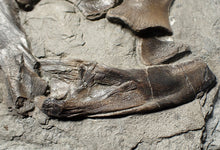 Load image into Gallery viewer, Jurassic ichthyosaur bones (shoulder and skull) in shale from Lyme Regis
