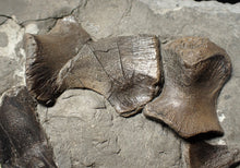 Load image into Gallery viewer, Jurassic ichthyosaur bones (shoulder and skull) in shale from Lyme Regis
