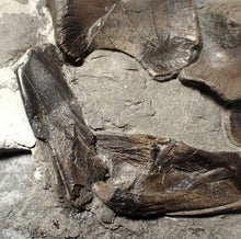Load image into Gallery viewer, Jurassic ichthyosaur bones (shoulder and skull) in shale from Lyme Regis

