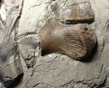 Load image into Gallery viewer, Jurassic ichthyosaur bones (shoulder and skull) in shale from Lyme Regis
