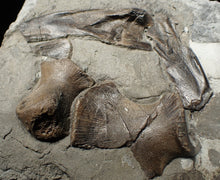 Load image into Gallery viewer, Jurassic ichthyosaur bones (shoulder and skull) in shale from Lyme Regis
