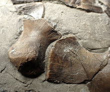 Load image into Gallery viewer, Jurassic ichthyosaur bones (shoulder and skull) in shale from Lyme Regis
