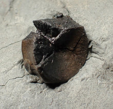 Load image into Gallery viewer, Jurassic ichthyosaur bones (vertebrae) in shale from Lyme Regis

