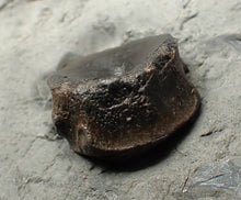 Load image into Gallery viewer, Jurassic ichthyosaur bones (vertebrae) in shale from Lyme Regis
