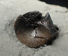 Load image into Gallery viewer, Jurassic ichthyosaur bones (vertebrae) in shale from Lyme Regis
