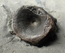 Load image into Gallery viewer, Jurassic ichthyosaur bones (vertebrae) in shale from Lyme Regis
