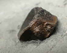 Load image into Gallery viewer, Jurassic ichthyosaur bones (vertebrae) in shale from Lyme Regis
