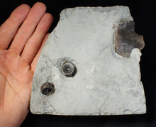 Load image into Gallery viewer, Jurassic ichthyosaur bones (vertebrae &amp; coracoid) in shale from Lyme Regis
