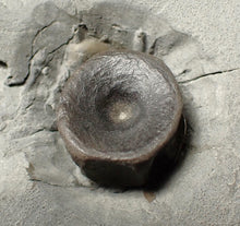 Load image into Gallery viewer, Jurassic ichthyosaur bones (vertebrae &amp; coracoid) in shale from Lyme Regis
