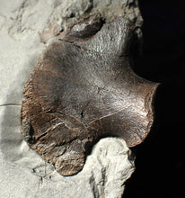 Load image into Gallery viewer, Jurassic ichthyosaur bones (vertebrae &amp; coracoid) in shale from Lyme Regis
