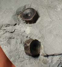 Load image into Gallery viewer, Jurassic ichthyosaur bones (vertebrae &amp; coracoid) in shale from Lyme Regis
