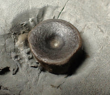 Load image into Gallery viewer, Jurassic ichthyosaur bones (vertebrae &amp; coracoid) in shale from Lyme Regis
