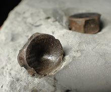 Load image into Gallery viewer, Jurassic ichthyosaur bones (vertebrae &amp; coracoid) in shale from Lyme Regis
