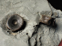 Load image into Gallery viewer, Jurassic ichthyosaur bones (vertebrae &amp; coracoid) in shale from Lyme Regis
