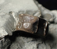 Load image into Gallery viewer, Jurassic ichthyosaur bones (vertebrae &amp; coracoid) in shale from Lyme Regis
