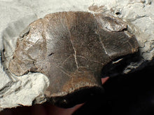 Load image into Gallery viewer, Jurassic ichthyosaur bones (vertebrae &amp; coracoid) in shale from Lyme Regis
