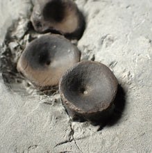 Load image into Gallery viewer, Jurassic ichthyosaur bones (vertebrae &amp; coracoid) in shale from Lyme Regis

