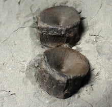 Load image into Gallery viewer, Jurassic ichthyosaur bones (vertebrae &amp; coracoid) in shale from Lyme Regis
