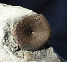 Load image into Gallery viewer, Jurassic ichthyosaur bones (vertebrae &amp; coracoid) in shale from Lyme Regis
