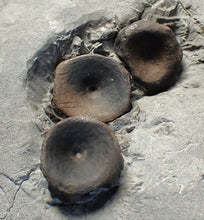 Load image into Gallery viewer, Jurassic ichthyosaur bones (vertebrae &amp; coracoid) in shale from Lyme Regis
