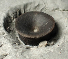 Load image into Gallery viewer, Jurassic ichthyosaur bones (vertebrae &amp; coracoid) in shale from Lyme Regis
