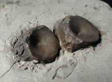 Load image into Gallery viewer, Jurassic ichthyosaur bones (vertebrae &amp; coracoid) in shale from Lyme Regis
