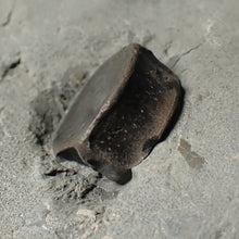 Load image into Gallery viewer, Jurassic ichthyosaur bones (vertebrae &amp; coracoid) in shale from Lyme Regis
