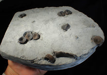 Load image into Gallery viewer, Jurassic ichthyosaur bones (vertebrae &amp; coracoid) in shale from Lyme Regis

