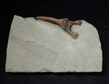 Load image into Gallery viewer, Jurassic ichthyosaur neural bone in shale from Lyme Regis
