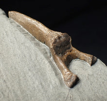Load image into Gallery viewer, Jurassic ichthyosaur neural bone in shale from Lyme Regis
