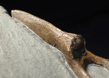 Load image into Gallery viewer, Jurassic ichthyosaur neural bone in shale from Lyme Regis
