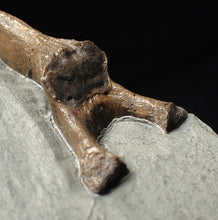 Load image into Gallery viewer, Jurassic ichthyosaur neural bone in shale from Lyme Regis
