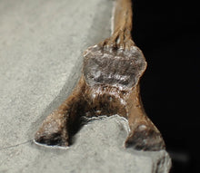 Load image into Gallery viewer, Jurassic ichthyosaur neural bone in shale from Lyme Regis
