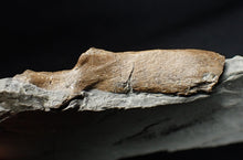 Load image into Gallery viewer, Jurassic ichthyosaur neural bone in shale from Lyme Regis
