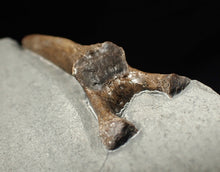 Load image into Gallery viewer, Jurassic ichthyosaur neural bone in shale from Lyme Regis
