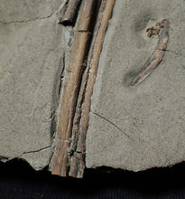Load image into Gallery viewer, Jurassic ichthyosaur ribs in shale from Lyme Regis
