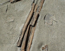 Load image into Gallery viewer, Jurassic ichthyosaur ribs in shale from Lyme Regis

