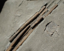Load image into Gallery viewer, Jurassic ichthyosaur ribs in shale from Lyme Regis
