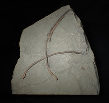 Load image into Gallery viewer, Large Jurassic ichthyosaur ribs in shale from Lyme Regis
