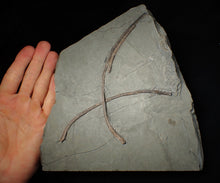 Load image into Gallery viewer, Large Jurassic ichthyosaur ribs in shale from Lyme Regis
