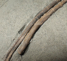 Load image into Gallery viewer, Large Jurassic ichthyosaur ribs in shale from Lyme Regis
