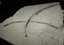 Load image into Gallery viewer, Large Jurassic ichthyosaur ribs in shale from Lyme Regis
